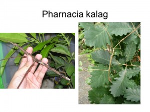 Pharnacia kalag